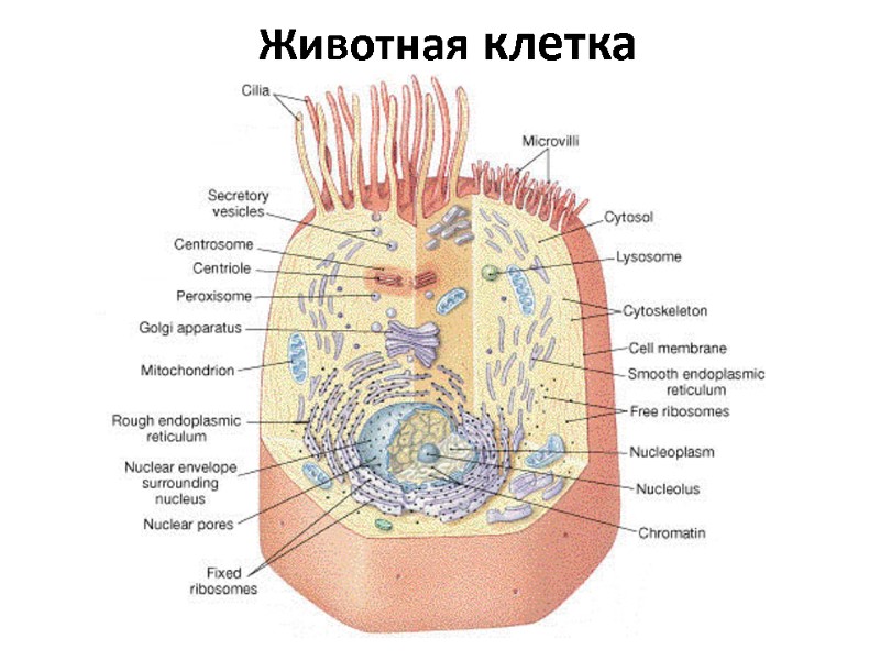 Животная клетка